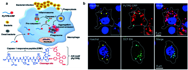 Fig. 12