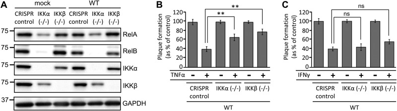 FIG 2