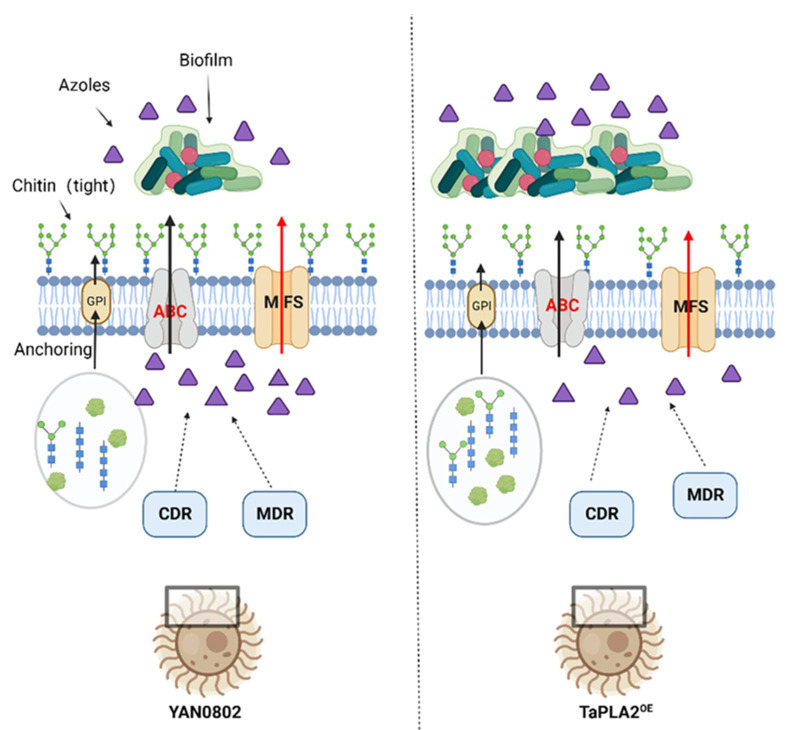 Figure 10