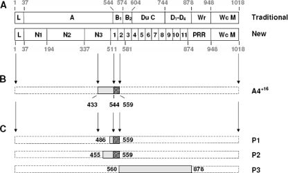 FIG. 1.