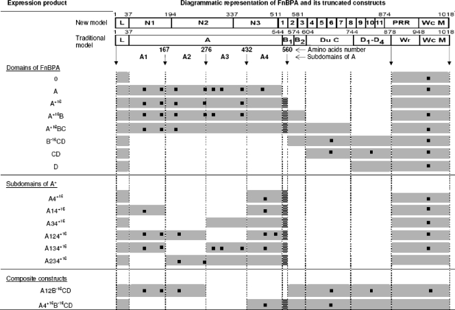 FIG. 2.