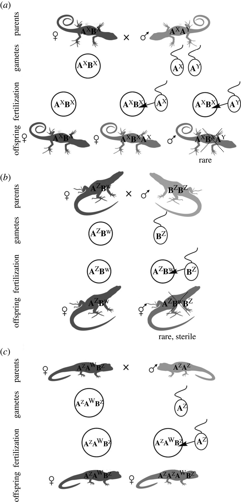 Figure 5. 