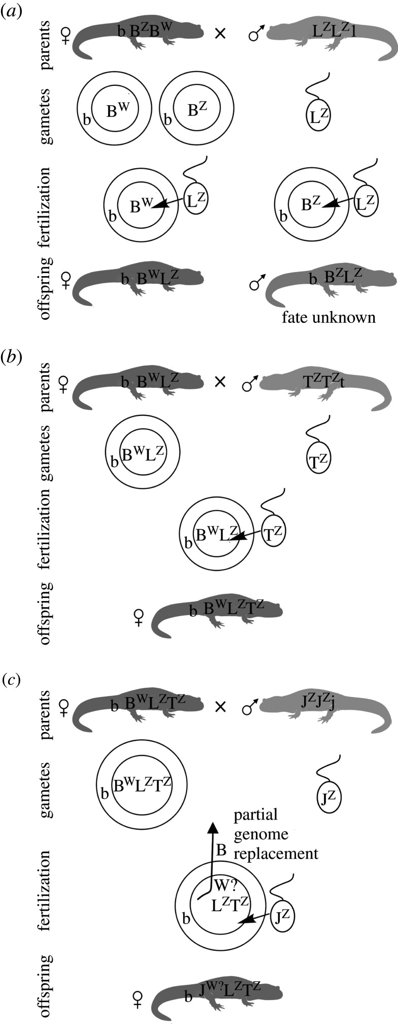 Figure 3. 