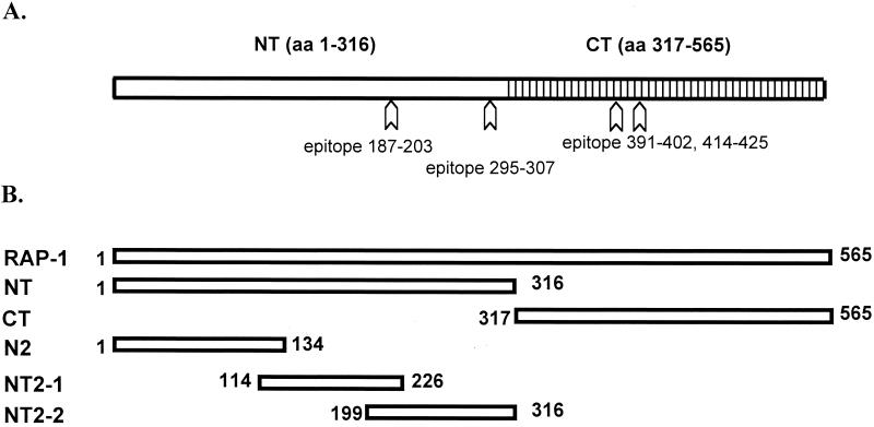 FIG. 1.