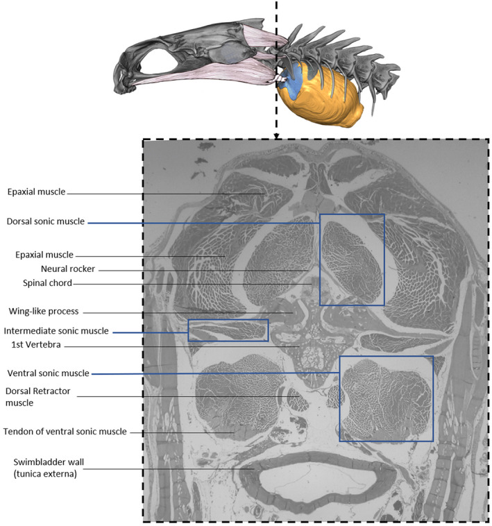 FIGURE 16