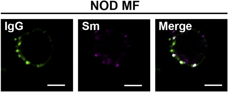 Fig. S1.