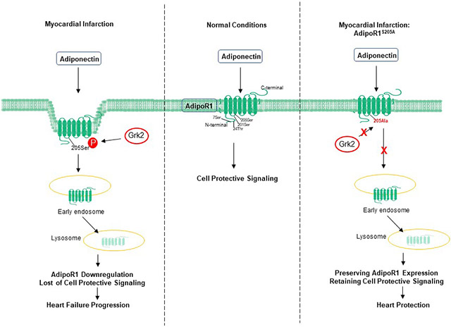 graphic file with name nihms-1807402-f0001.jpg