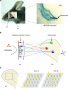 Fig. 1