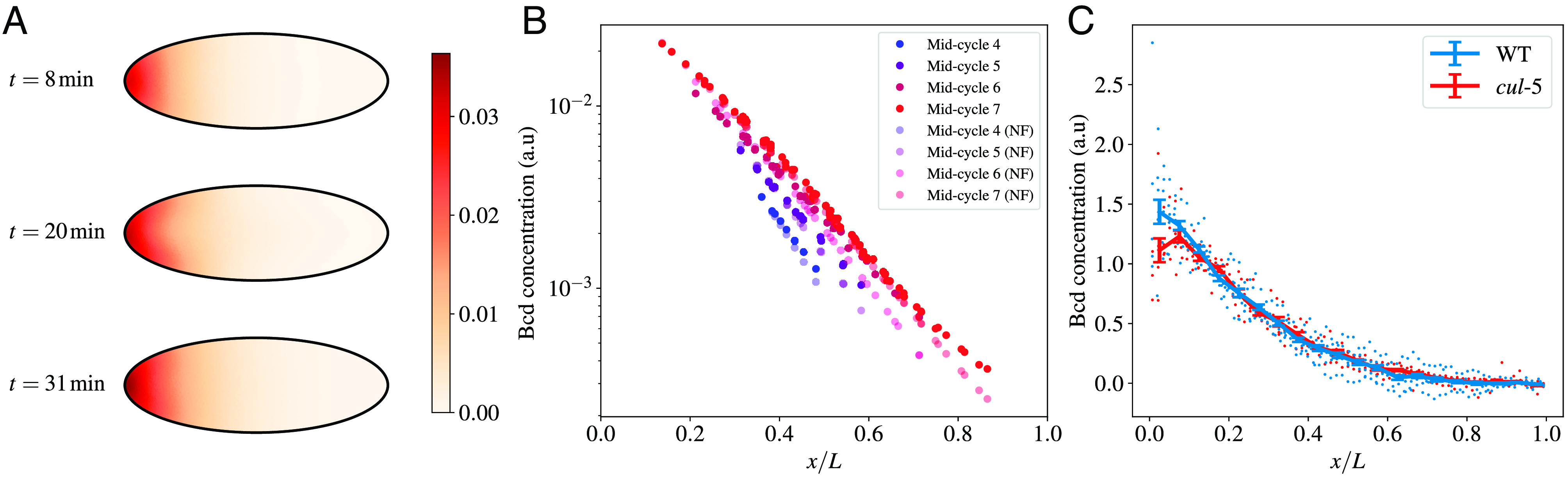 Fig. 8.