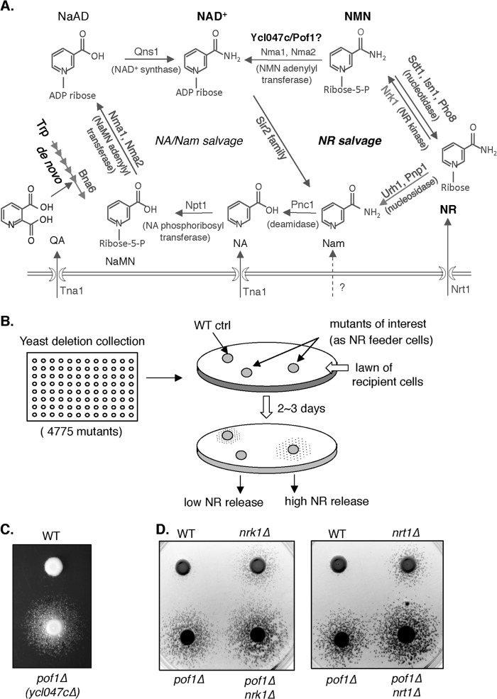 FIGURE 1.