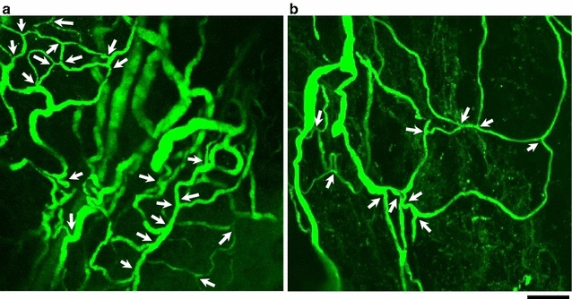 Fig. 6