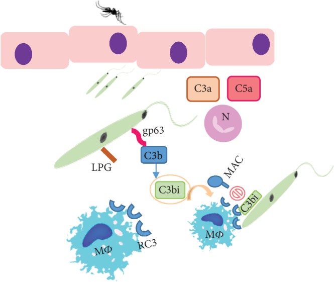 Figure 2