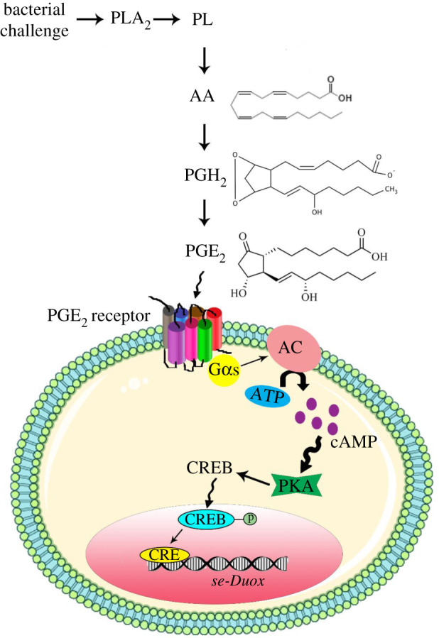 Figure 7.