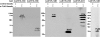 FIG 6