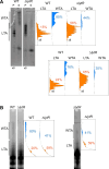 Figure 6—figure supplement 1.