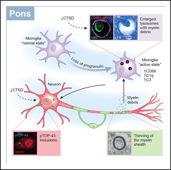 graphic file with name nihms-1735791-f0001.jpg