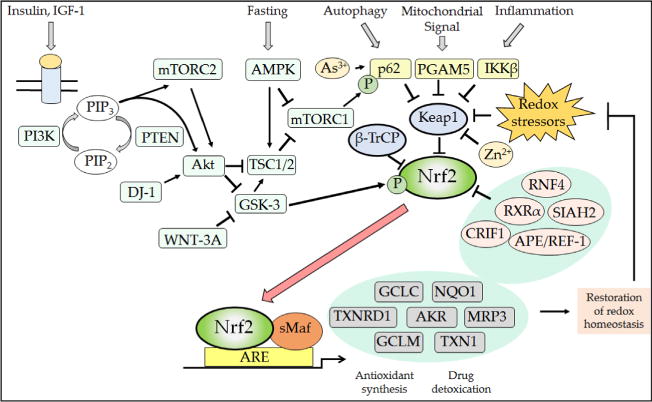 Fig. 11