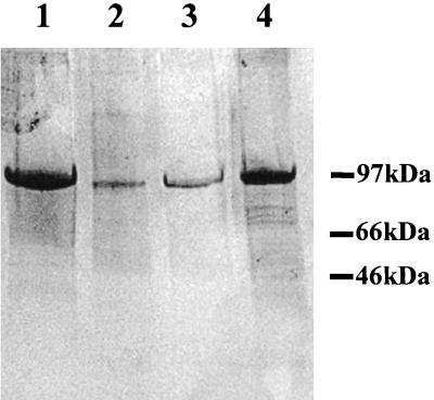 FIG. 5