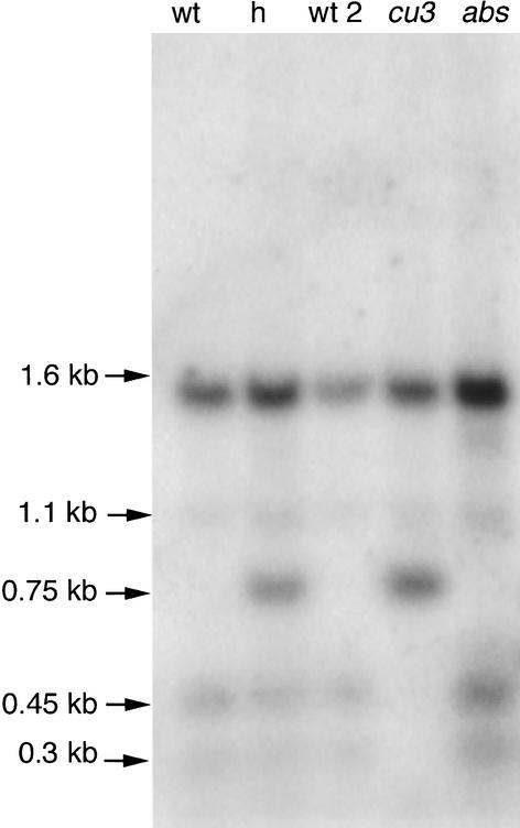 Figure 5.