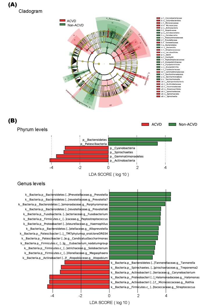 Fig.4. The differentially abundant bacterial genera between the ACVD and non-ACVD groups as identified by linear discriminant analysis effect size (LEfSe)