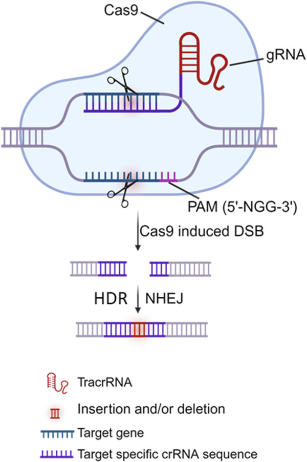 FIGURE 2