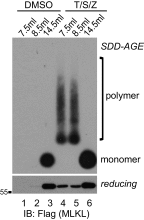 Fig. S1.