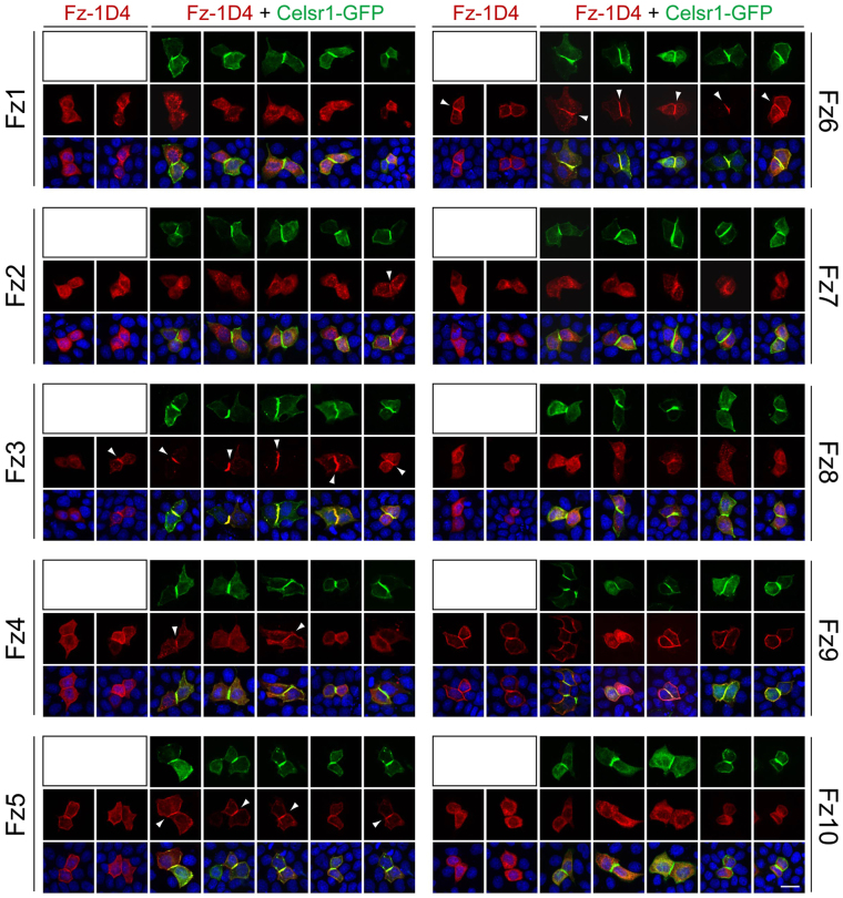 Fig. 6.