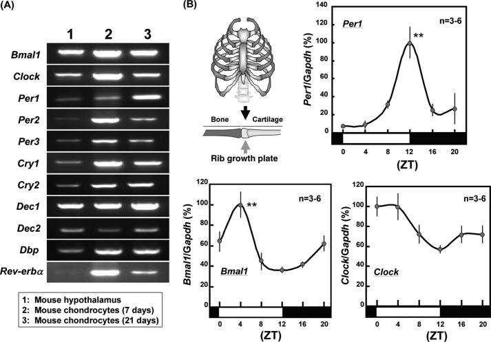 FIGURE 1.