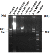 FIGURE 4