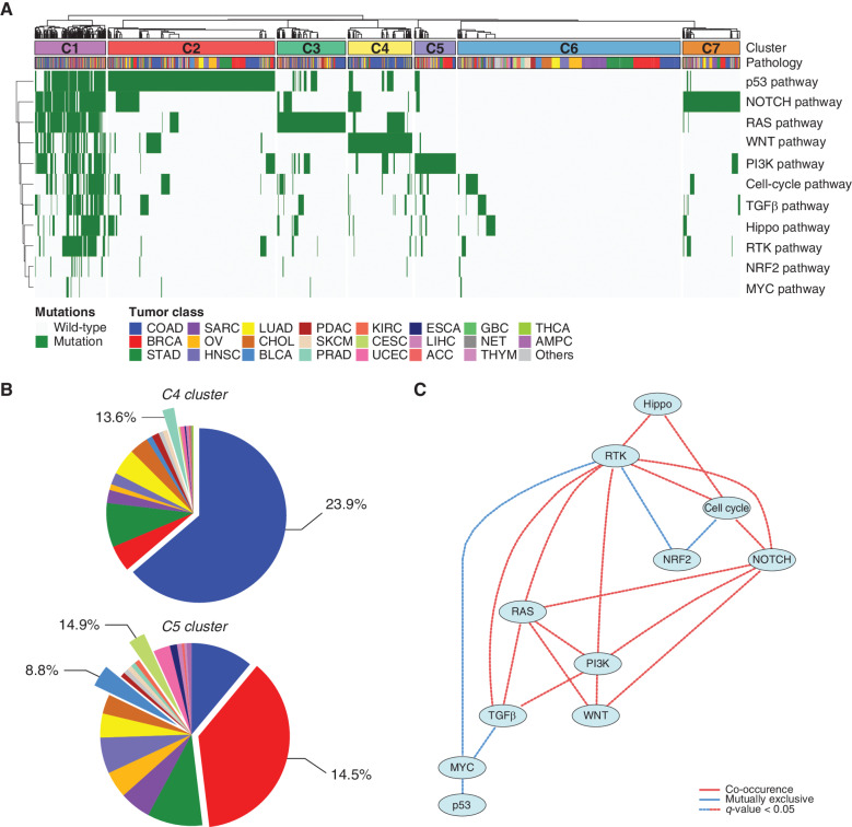 Figure 2. Major oncogenic canonical pathways of the K-MASTER cohort. A, Unsupervised hierarchical clustering of pan-cancer patients based on major oncogenic canonical pathways. Patients have been marked with a mutation for each pathway if the patient harbors at least one mutation that belongs to the corresponding pathway. C3, cluster 3; C6, cluster 6; C7, cluster 7. B, Pie chart distribution of patients within each corresponding cluster (C4: top; C5: bottom). The percentage represents the frequency of patients who belong to the respective pathway cluster within the corresponding tumor type (i.e., 23.9% of patients with COAD and 13.6% of patients with PRAD belong to the C4 cluster). C, Bayesian network analysis depicting the co-occurrences and mutual exclusivity of major canonical pathways in the K-MASTER pan-cancer cohort. Only the significant associations are shown. ACC, adrenal carcinoma; ESCA, esophageal carcinoma; GBC, gallbladder cancer; NET, neuroendocrine carcinoma.