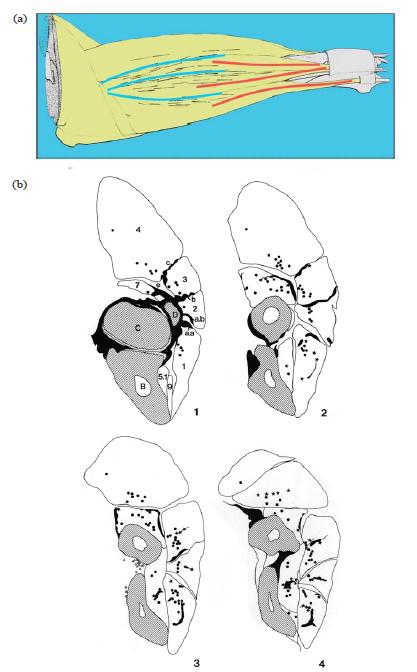 Fig. 9