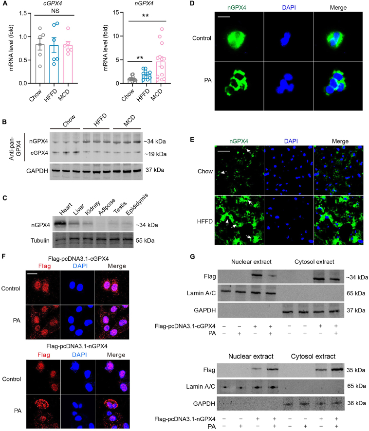 Figure 2