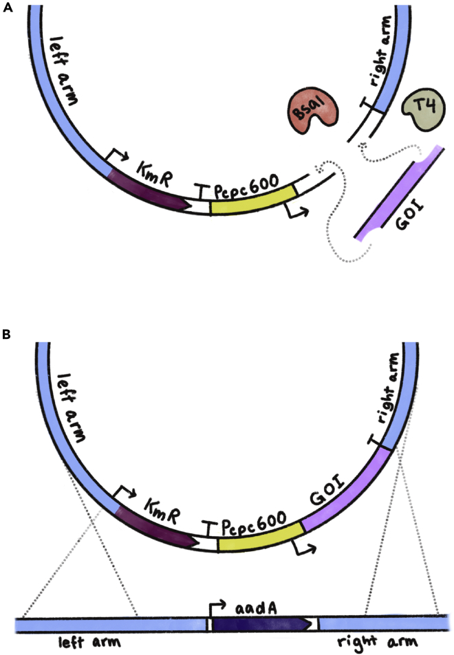 Figure 2