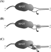 Fig. 8