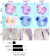 Fig. 5.