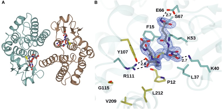 FIGURE 2