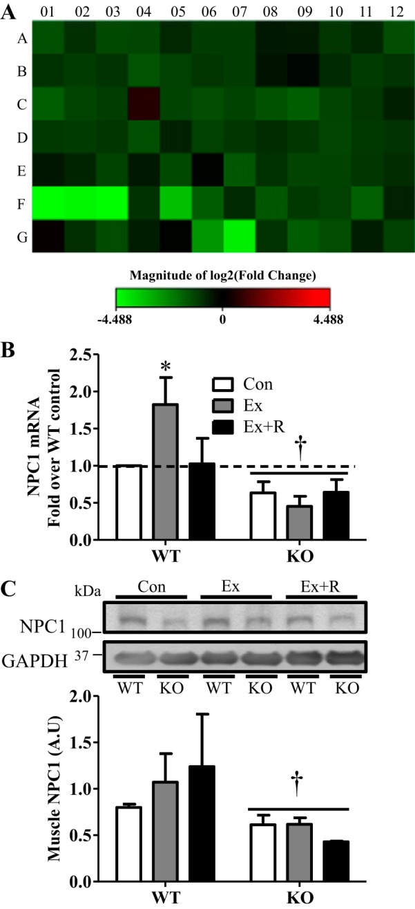 Fig. 8.