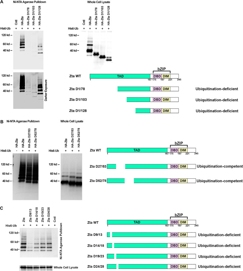 FIG 3