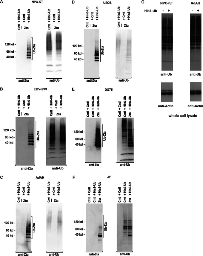 FIG 1