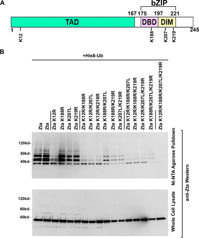 FIG 8