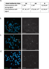 (a) Table showing which chromosome numbers have signal for A1, A2, B probes. (b) Color image of human chromosomes with green signal for probe HSAT2A1 on left. Signals on chr1 and chr16 are indicated with arrows. Grayscale photo of same image on right. (c) Color image of human chromosomes with green signal for probe HSAT2A2 on left. Grayscale photo of same image on right. (d) Color image of human chromosomes with green signal for probe HSAT2A2 on left. Grayscale photo of same image on right.