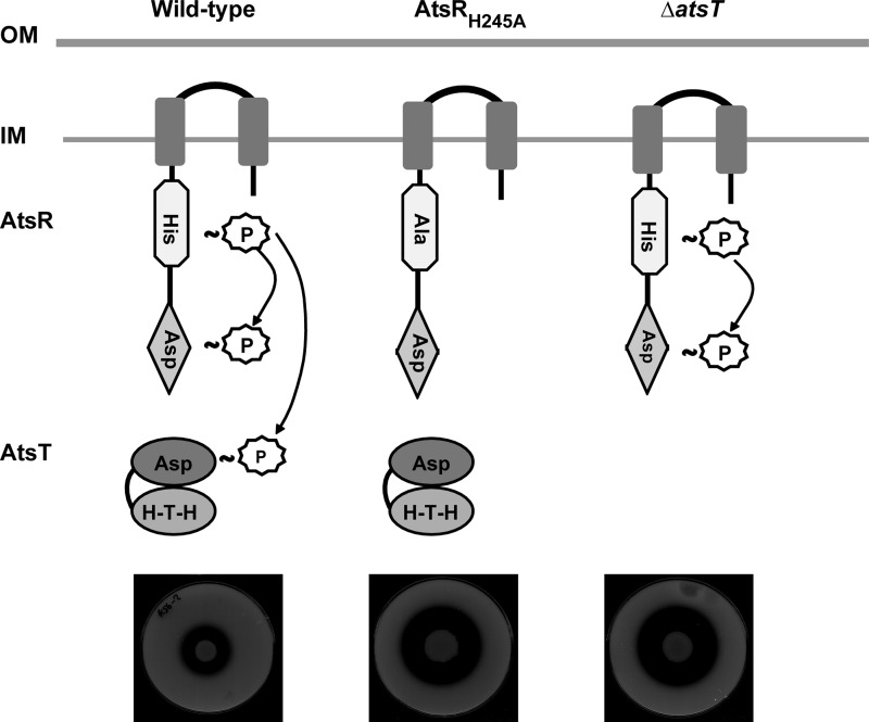 FIGURE 9.