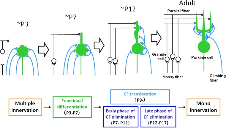 Fig. 12