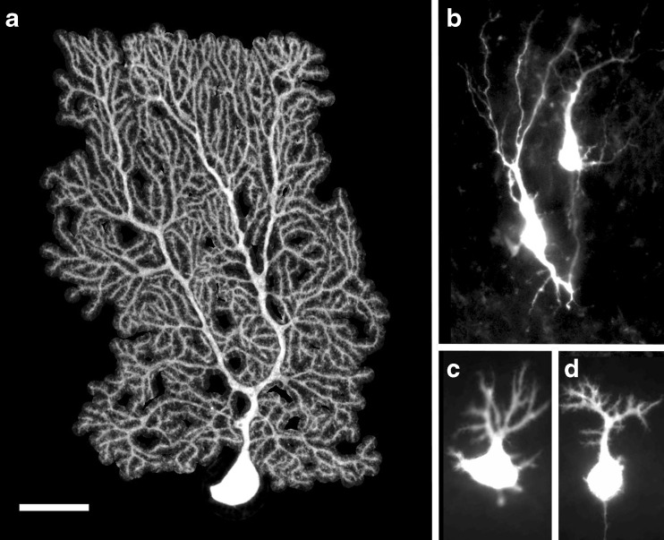 Fig. 13