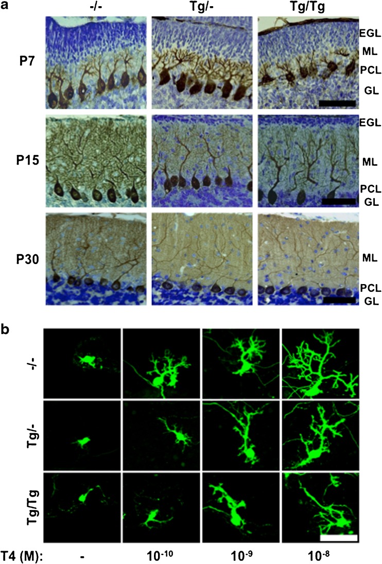 Fig. 15