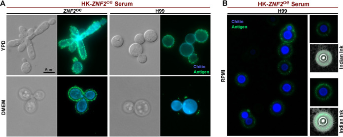 FIG 3