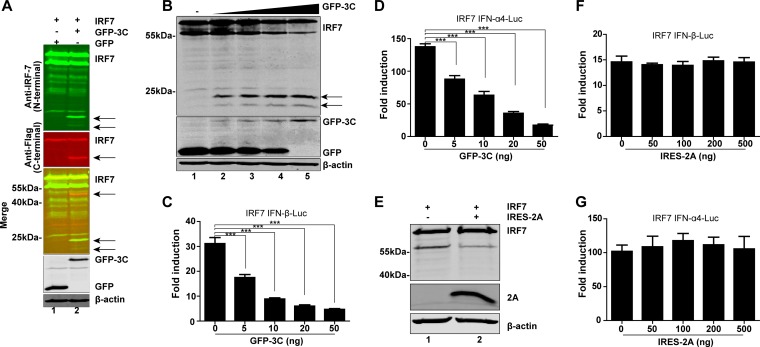 FIG 3