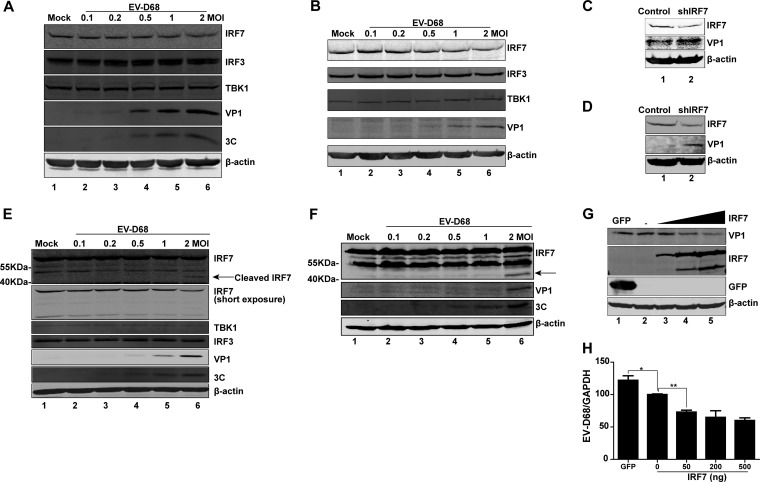 FIG 2