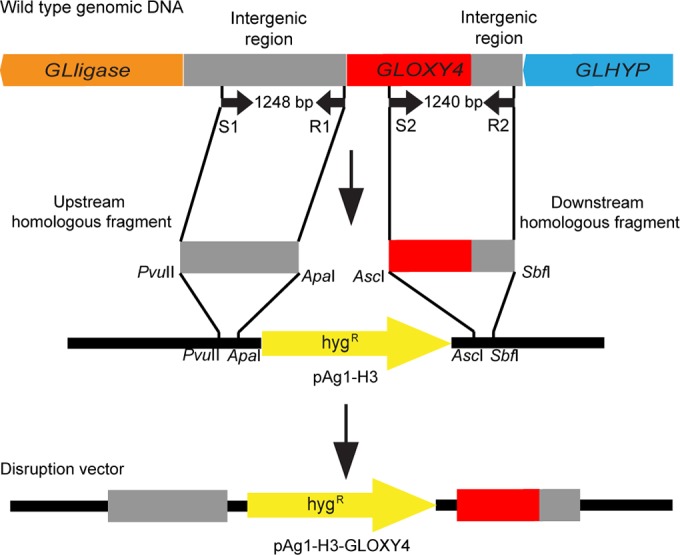 FIG 2