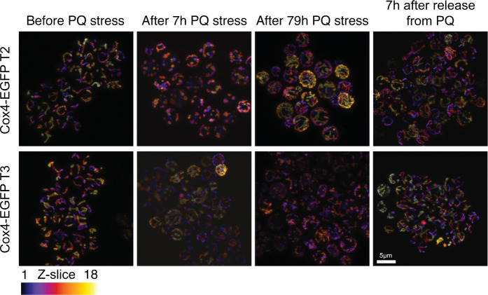 Figure 2—figure supplement 1.